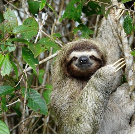 sloth2-lirio-lodge-tortuguero-11-433x431-c